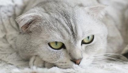 温岭最新公积金卡提取现金方法app方法分析(最方便真实的温岭公积金卡怎样从手机里取出来?方法)